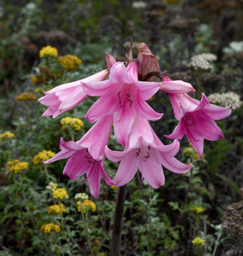 Image of
Amaryllis belladonna, Naked Lady (non-native)