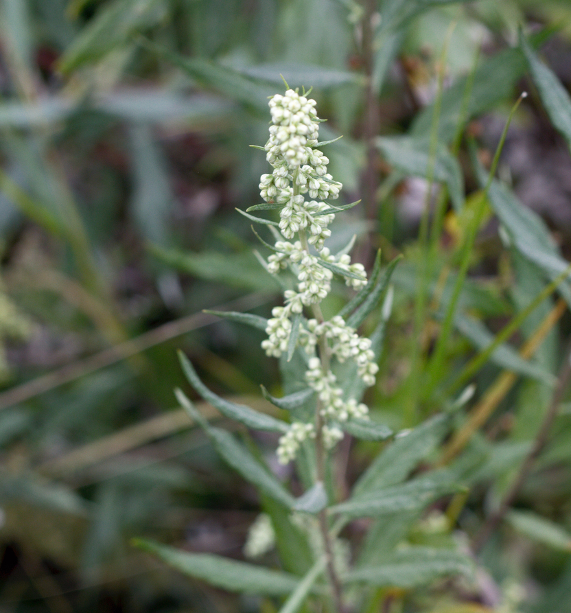 Image of
Artimisia douglasiana, Mugwort