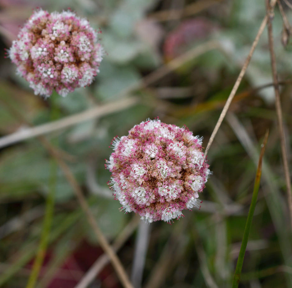 Image of
Eriogonum latifolium, Wild Buckwheat