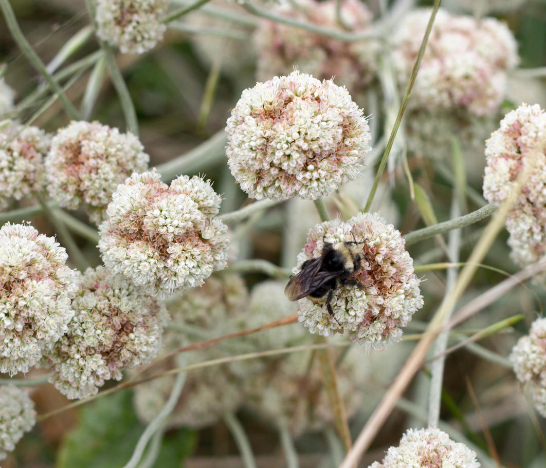 Image of
Eriogonum latifolium, Wild Buckwheat