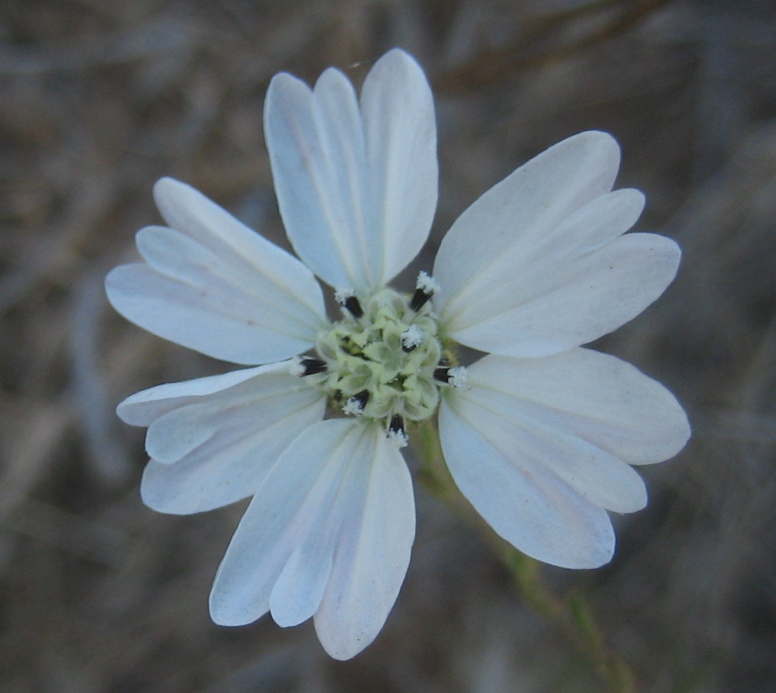 Image of
HemizoniaCongestaHayfieldTarweed