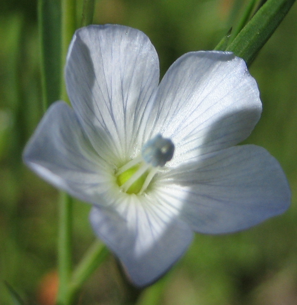 Image of
Linum lewisii, Blue, Flax