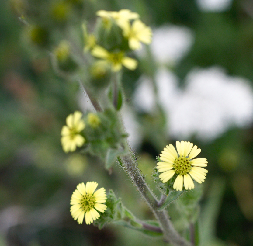 Image of
Madia species, Tarweed