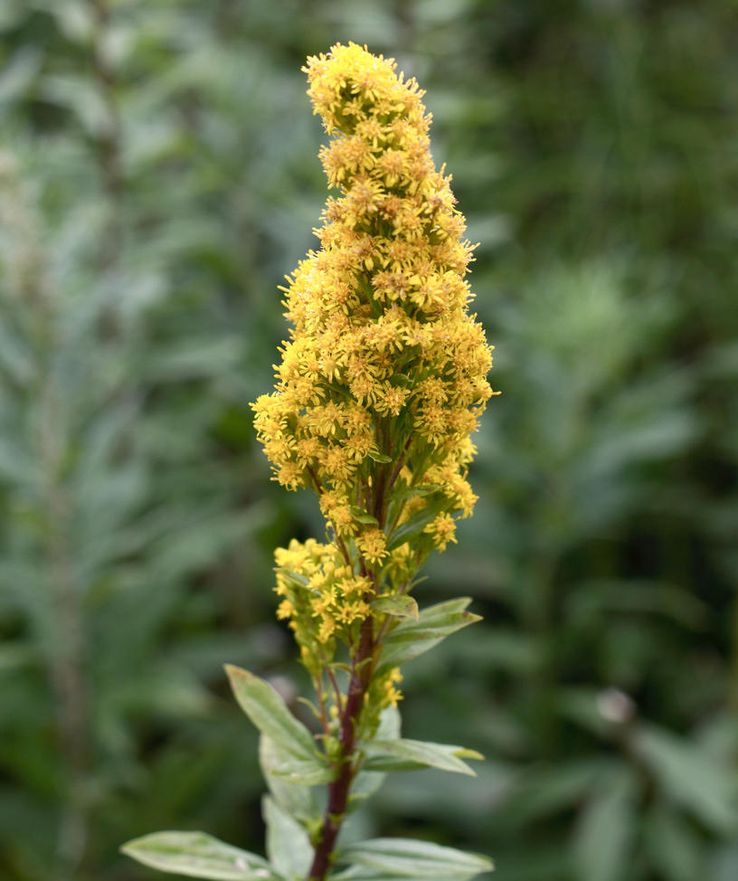 Image of
Solidago californica, Goldenrod