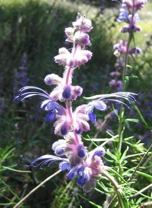 Image of
TrichostemaLanatumWoollyBlueCurls