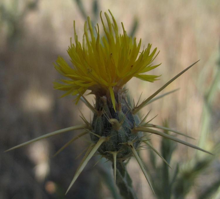 Image of
cantaureaSolstitialisStarThistle