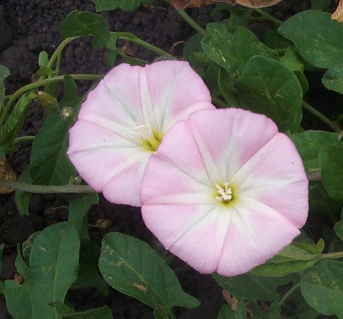 Image of
convolvulusArvensisBindweed