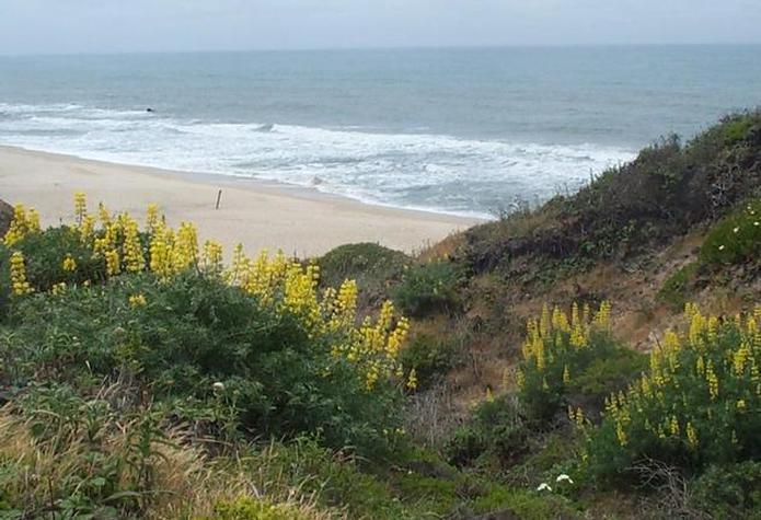 Image of
Yellow Bush Lupine