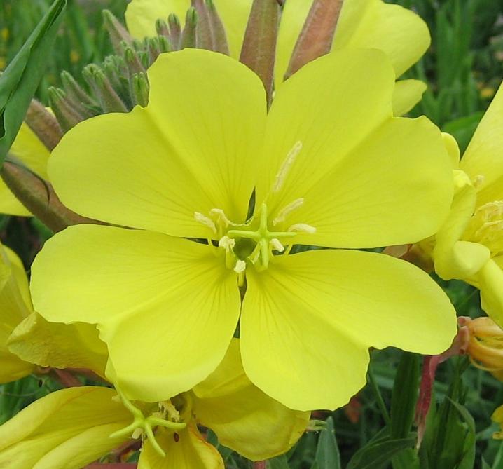 Image of
oeneotheraGlaziovianaEveningPrimrose