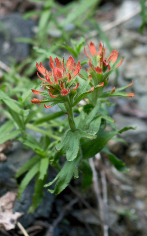 Image of
CastillejaSpeciesPaintbrush