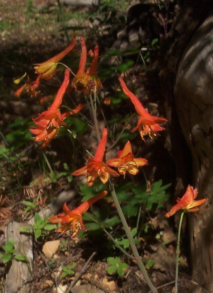 Image of
DelphiniumNudicaule_RedLarkspur