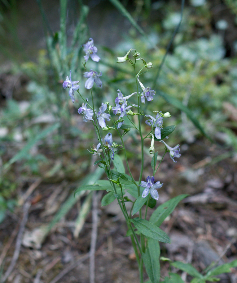 Image of
DelphiniumSpeciesLarkspur