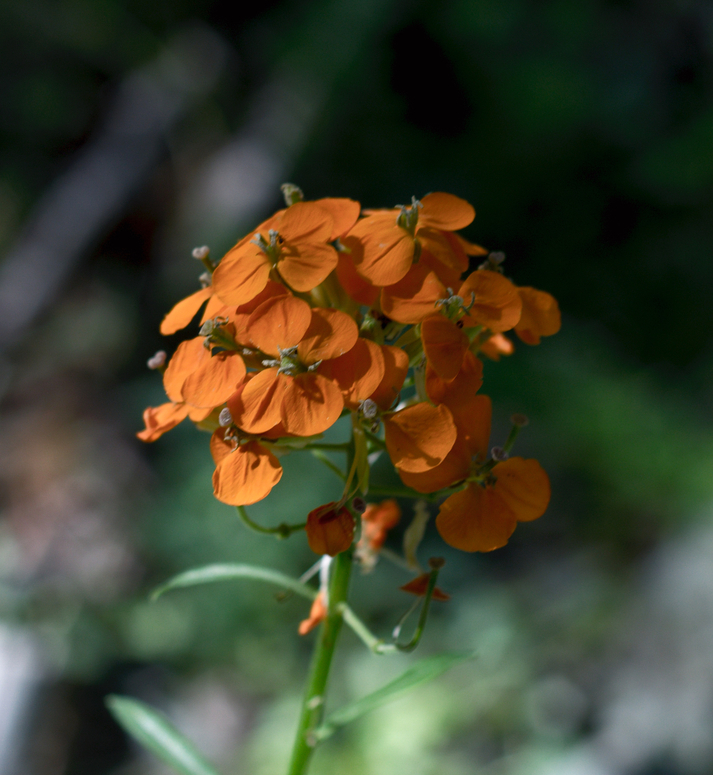 Image of
ErysimumCapitatumWallflower