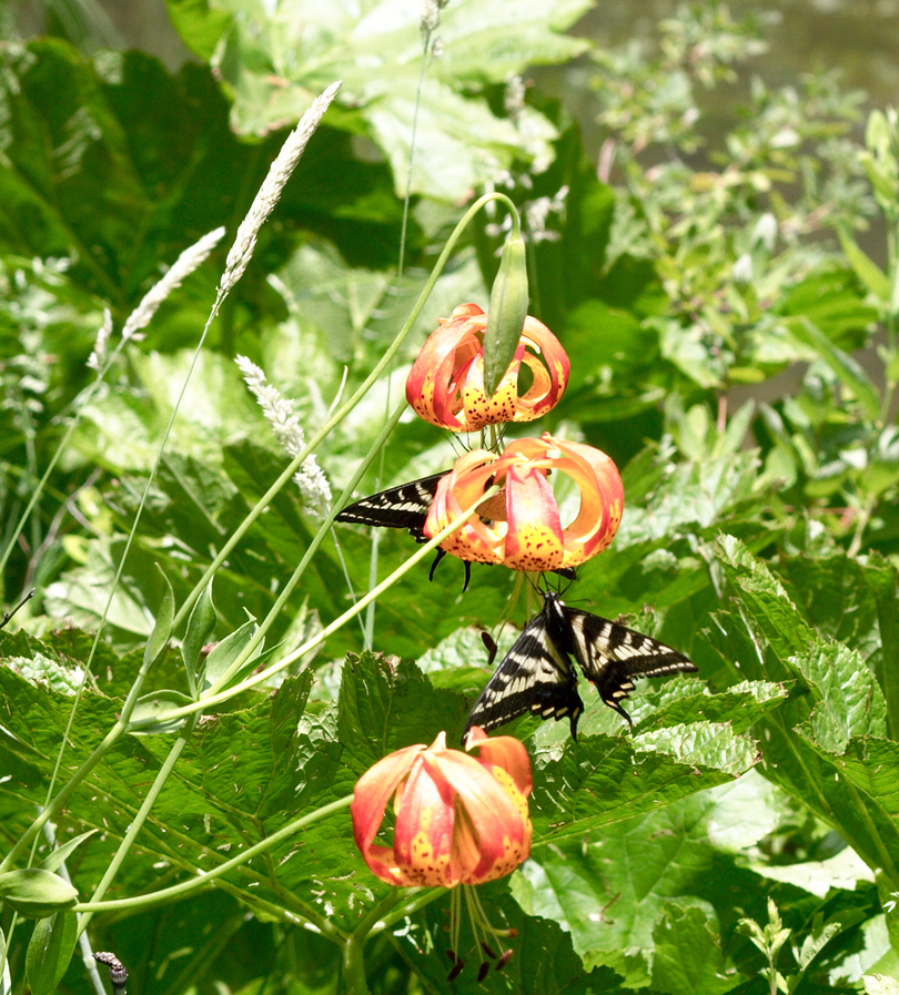 Image of
LiliumPardalinumLeopardLily