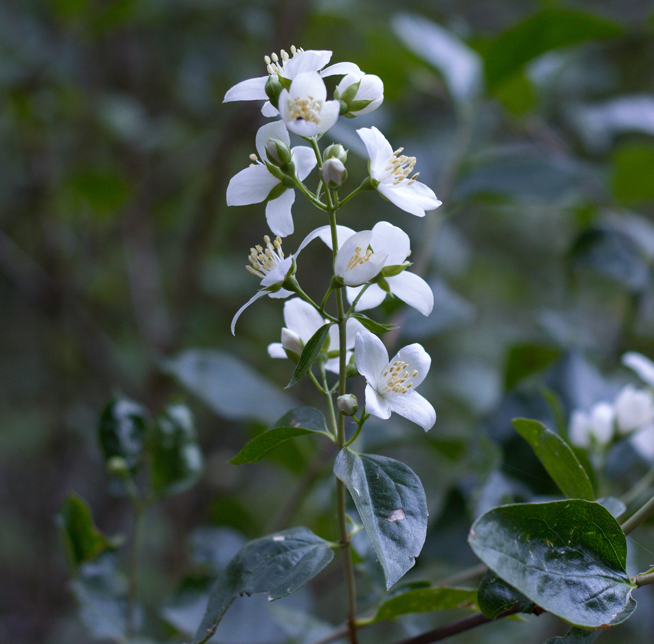 Image of
PhiladelphusLewisiiMockOrange