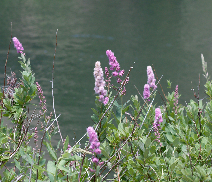 Image of
SpiraeaDouglasiiDouglasSpiraea