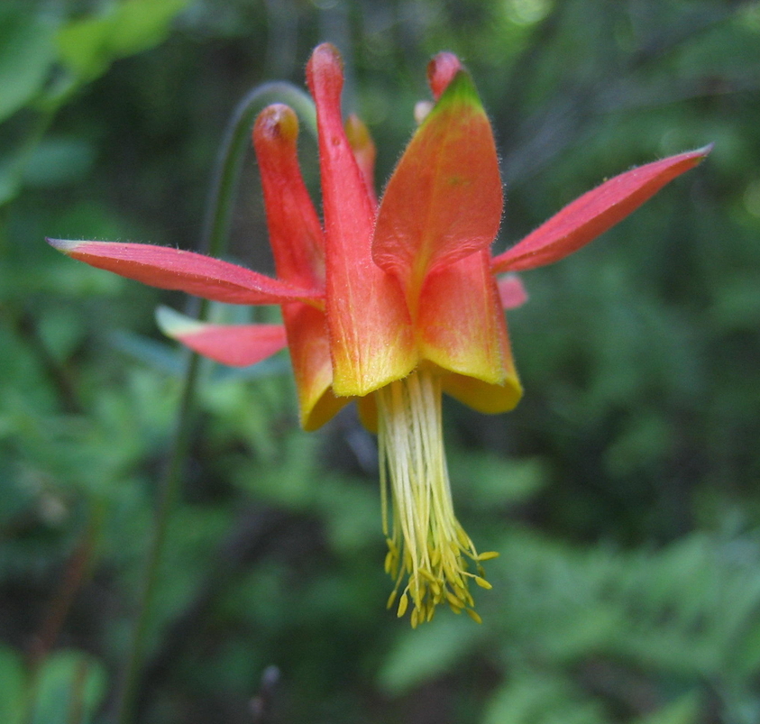 Image of
aquilegiaFormosa_CrimsonColumbine00073