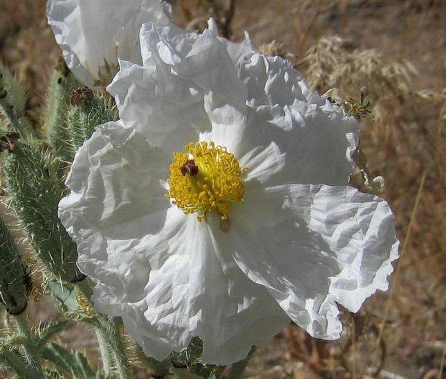 Image of
argemoneMunita_pricklyPoppy