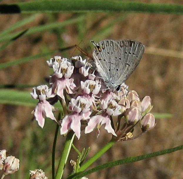 Image of
asclepiasFascicularis_narrowLeafMilkweed