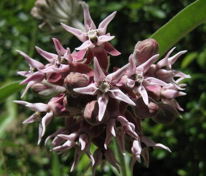 Image of
asclepiasSpeciosaShowymilkweed1608