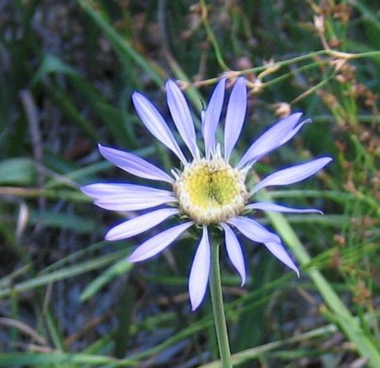 Image of
asterAlpigensis_alpineAster