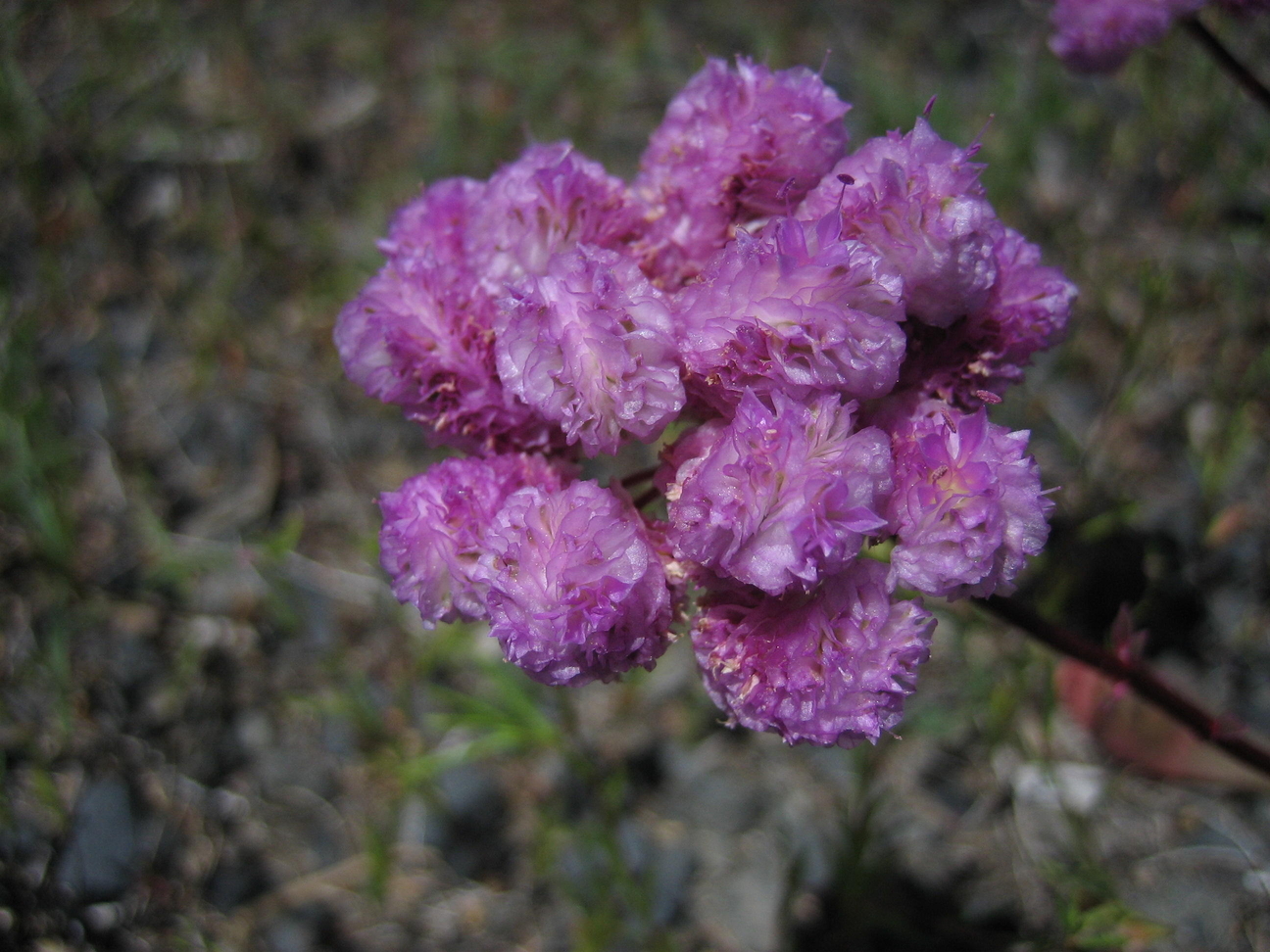 Image of
calyptridiumMonospermum_Pussypawshires00001