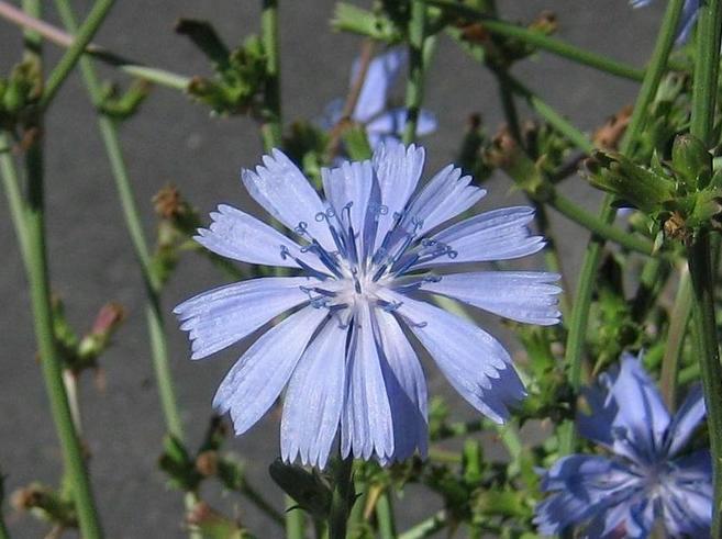 Image of
cichoriumIntybus_chicory