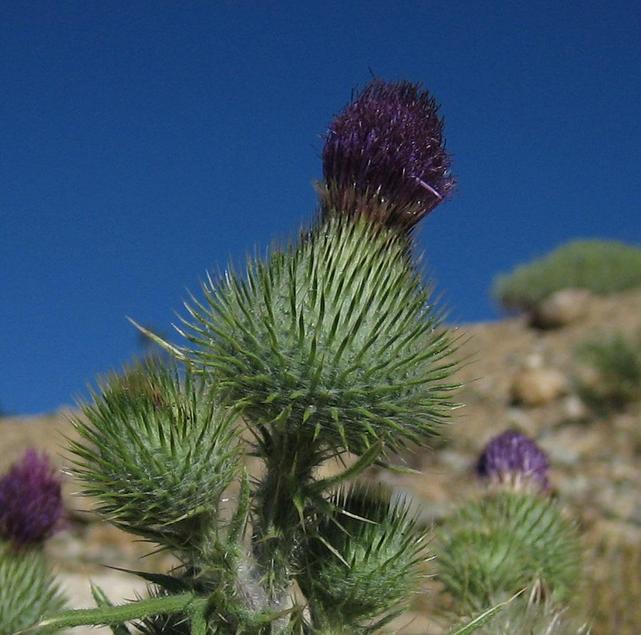 Image of
cirsiumVulgare_bullThistle