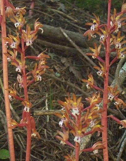 Image of
corallorhizaMaculatam_SpottedCoralroot