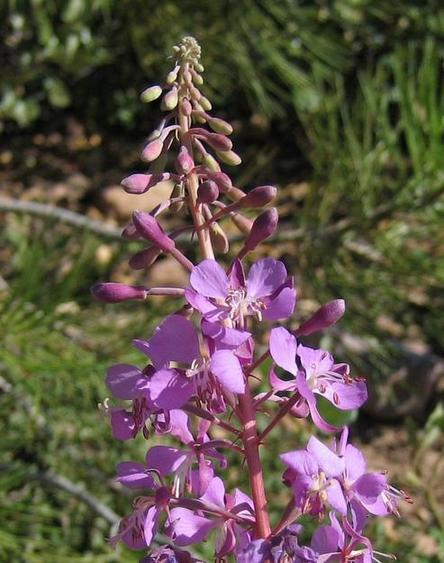 Image of
epilobiumAugustifoliumI_fireweed