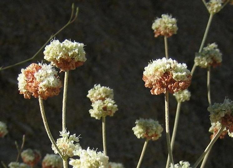 Image of
eriogonumNudum_nakedStemBuckwheat