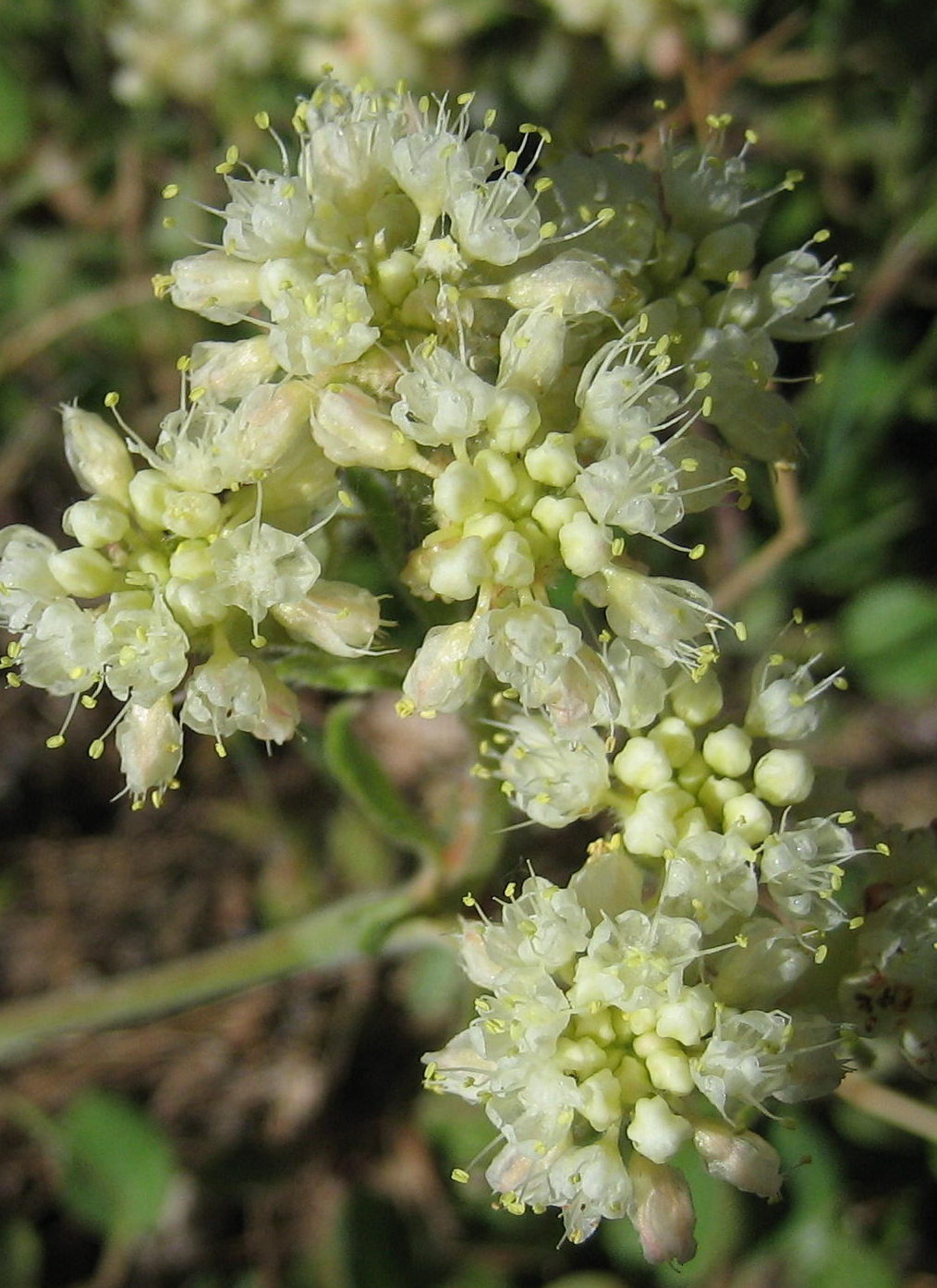 Image of
eriogonumUrsinum_BearBuckwheat00059