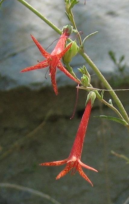 Image of
ipomopsisAggregata_scarletGilia