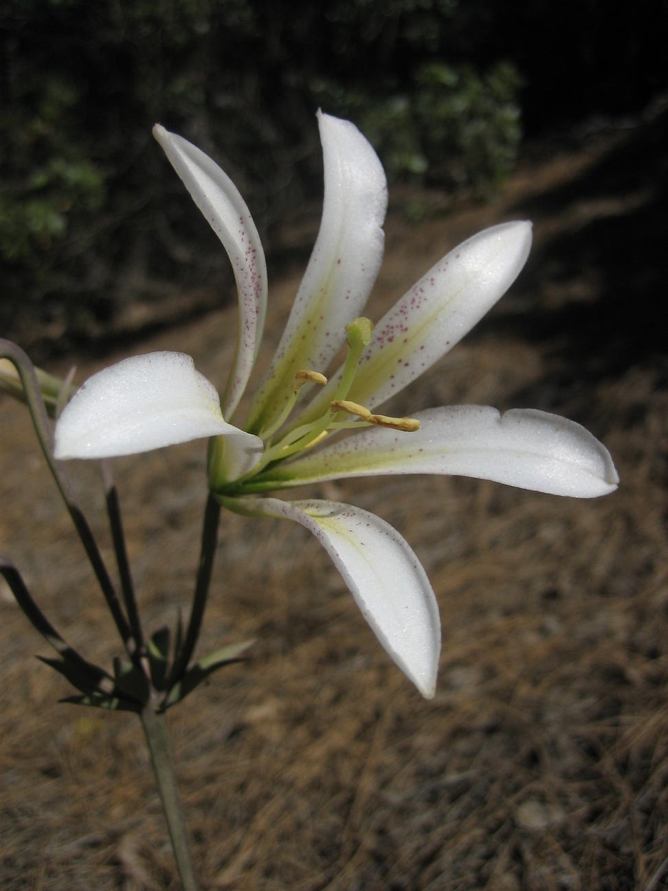 Image of
liliumWashingtonianum_WashingtonLily0046