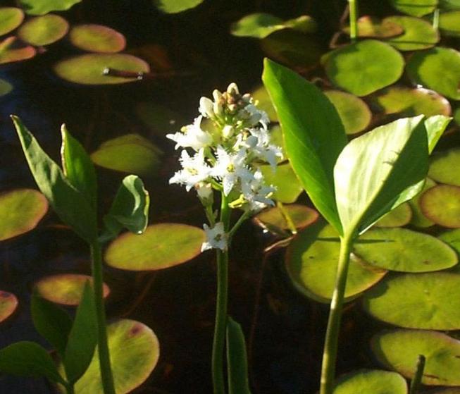 Image of
menyanthesTrifoliata_buckBean