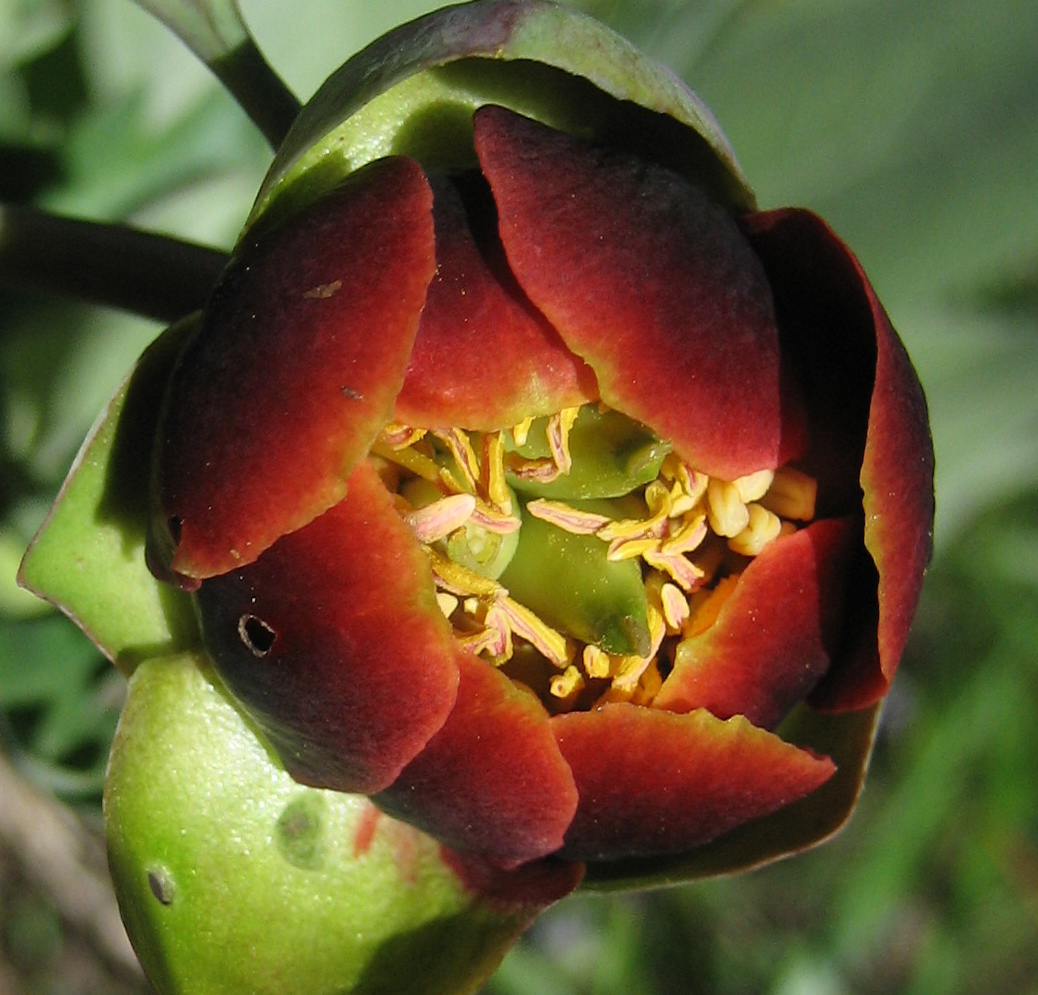 Image of
paeoniiBrownii_BrownsPeonypeony00036