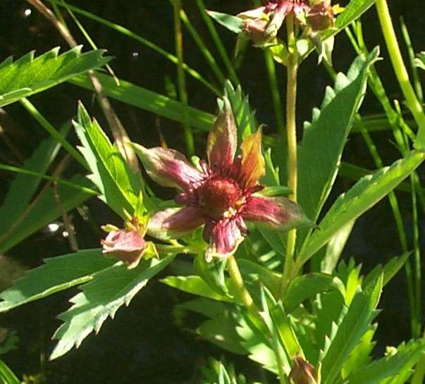 Image of
potentillaPalustris_marshCinquefoil