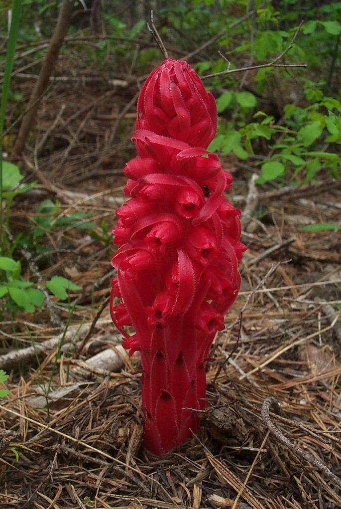 Image of
sarcodesSanguinea_SnowPlant