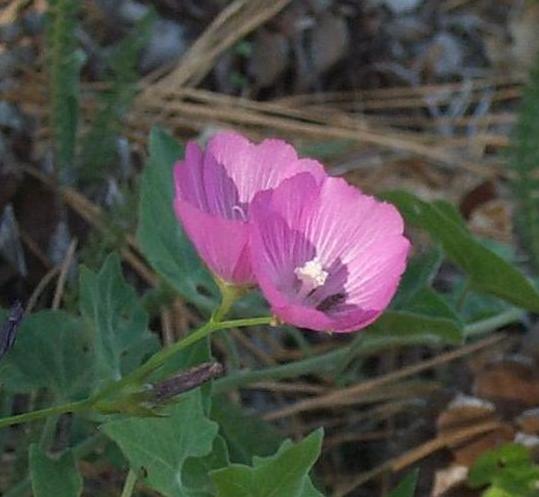 Image of
sidalceaHartwegii_checkerMallow