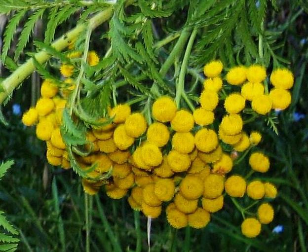 Image of
tanacetumVulgare_commonTansy