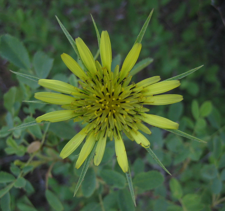 Image of
tragopogonDubius_GoatsBeard00065