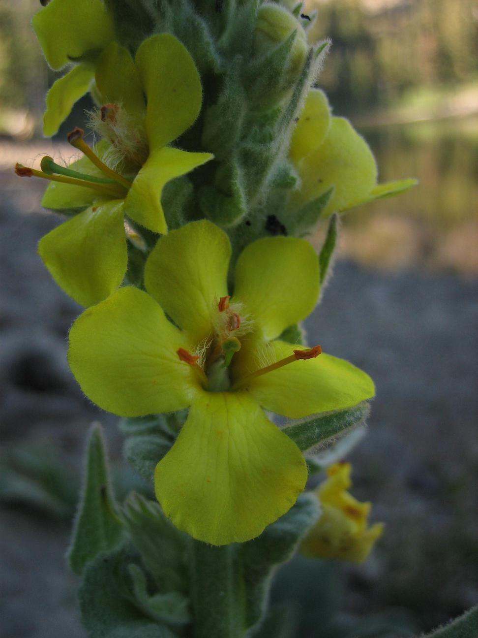 Image of
verbascumThapsus_WoollyMullein1681
