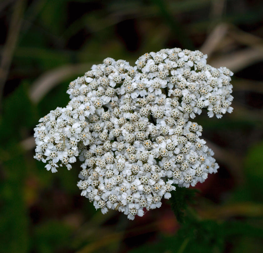 Image of
Achillea millefolium, Yarrow