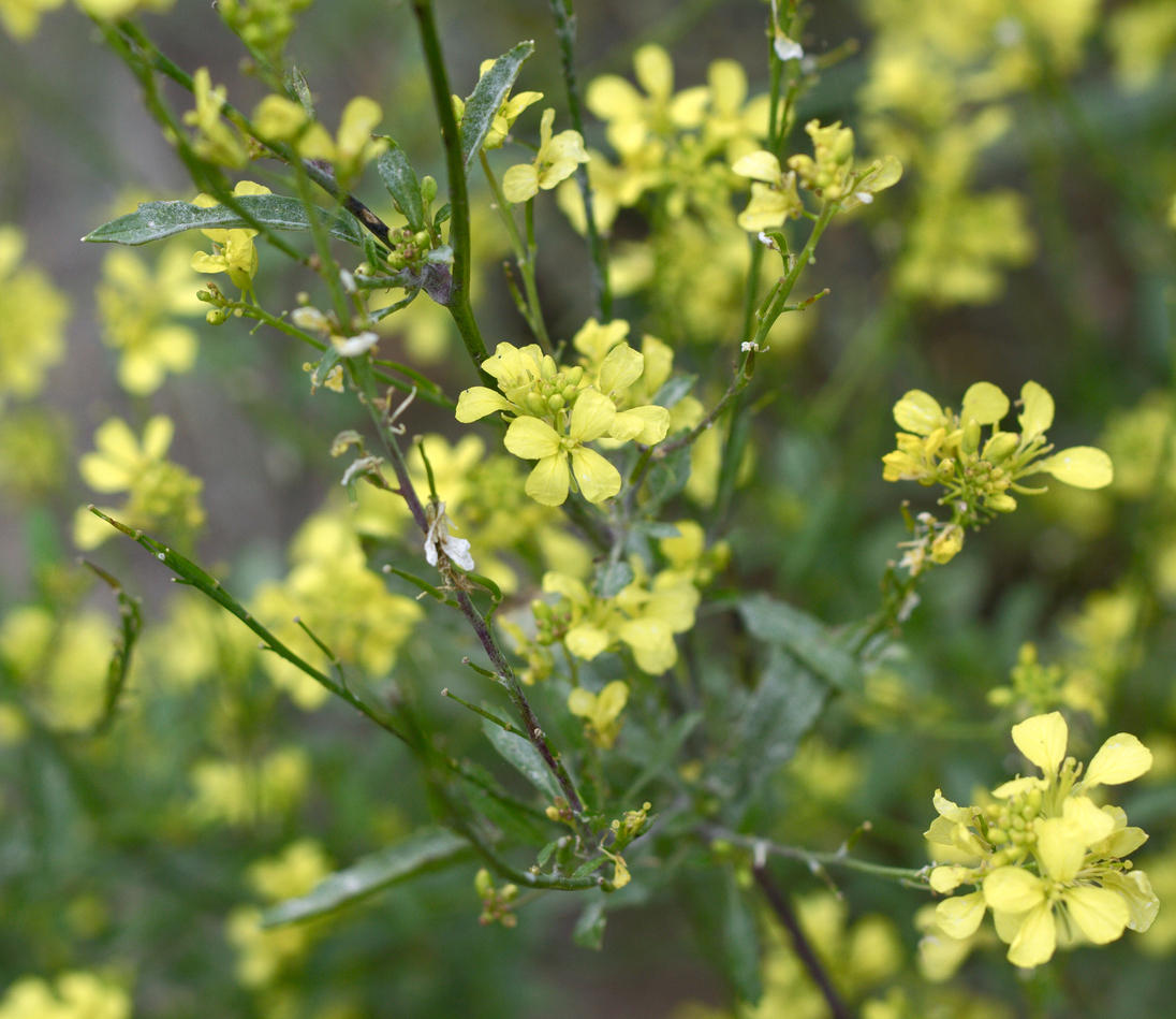 Image of
Brassica species, Mustard