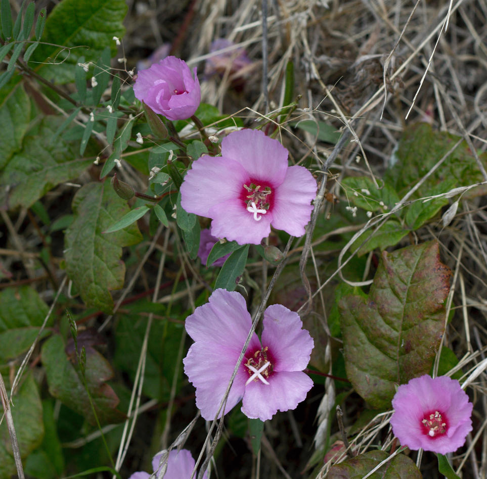 Image of
Clarkia species