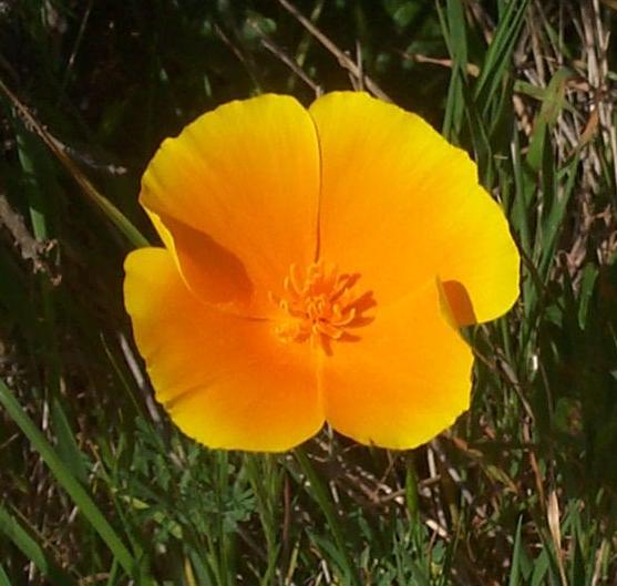 Image of
Eschscholtzia californica, California Poppy