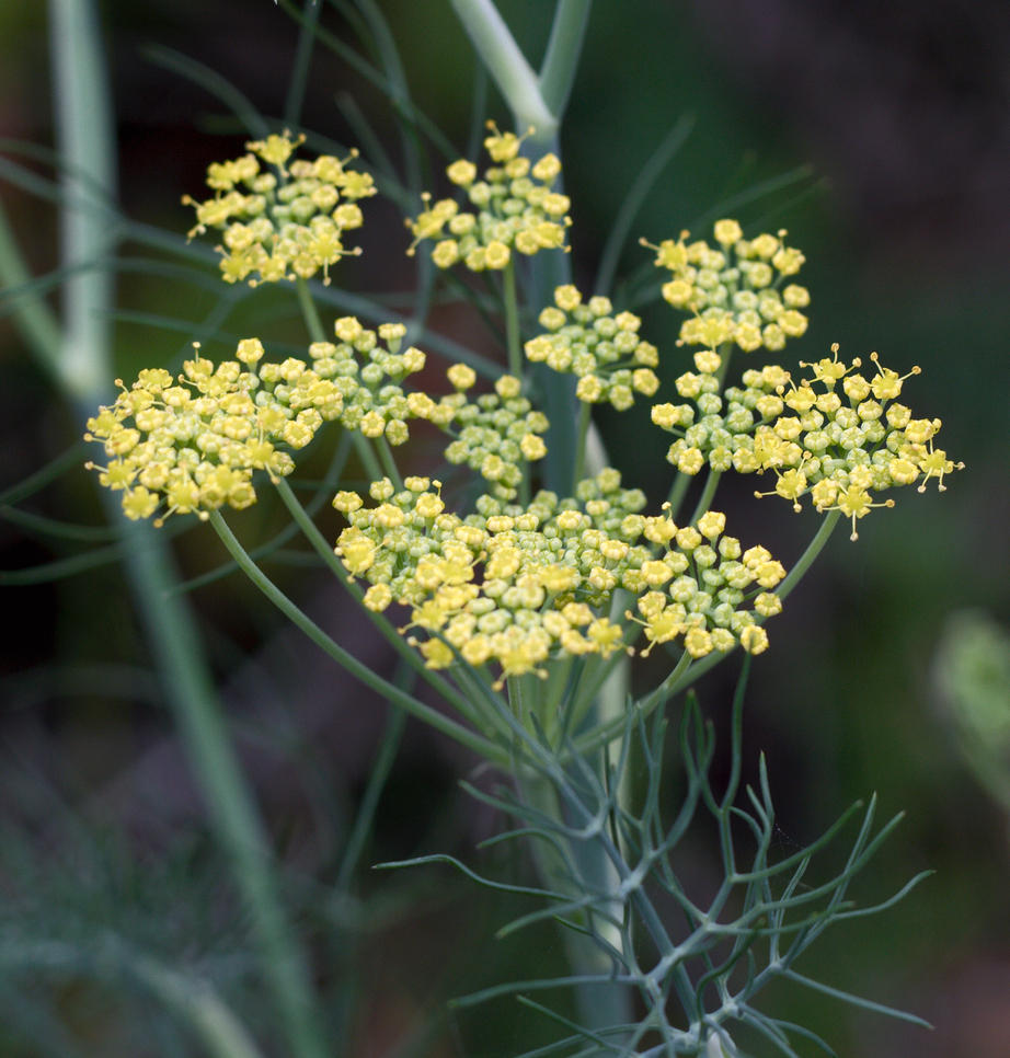 Image of
Foeniculum vulgare, Sweet Fennel