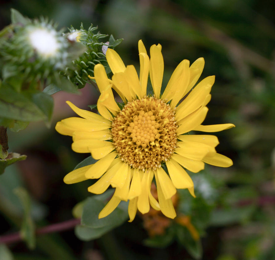 Image of
Grindelia species, Gumplant