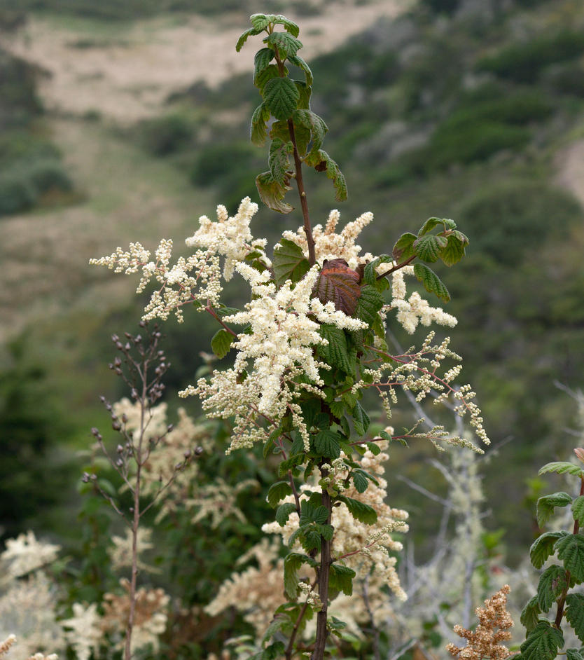 Image of
Holodiscus discolor, Ocean Spray