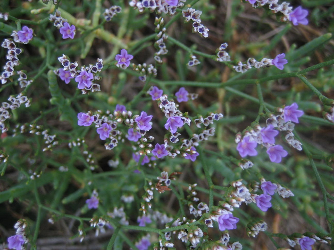 Image of
Limonium sinuatum, Statice